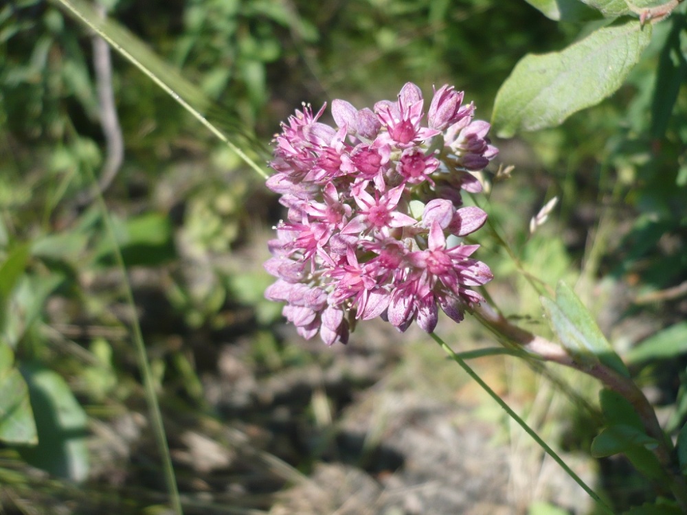 Image of Hylotelephium sukaczevii specimen.