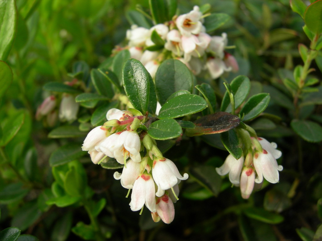 Изображение особи Vaccinium vitis-idaea.