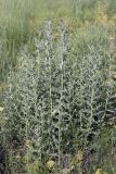 Cirsium incanum