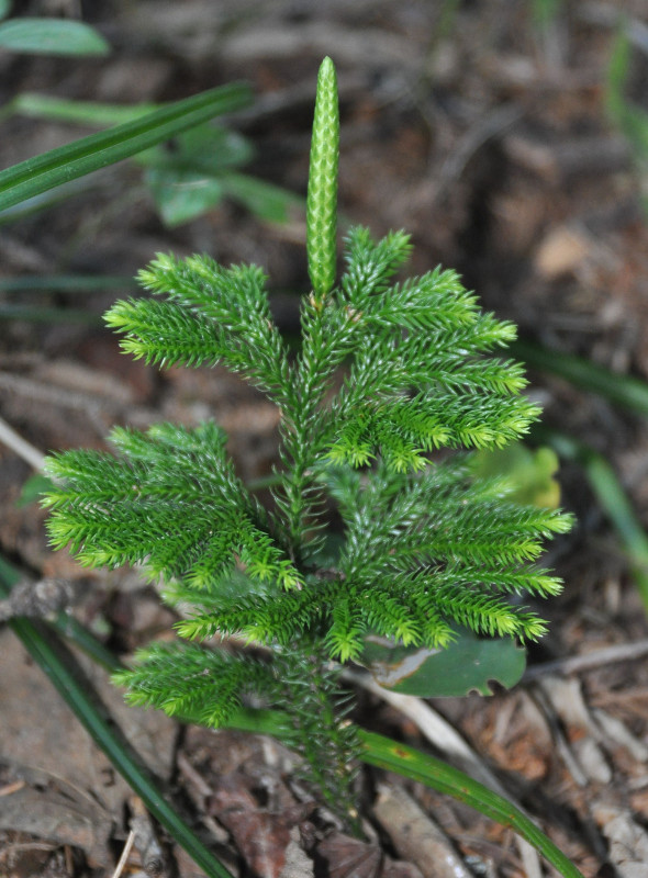 Image of Lycopodium obscurum specimen.