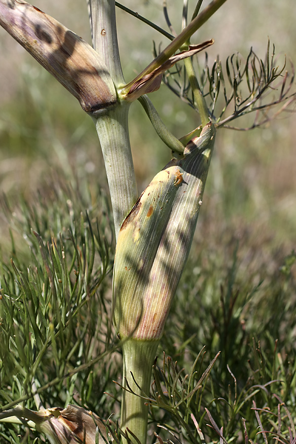 Изображение особи Ferula karatavica.