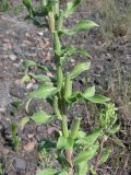 Oenothera depressa