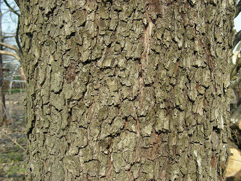 Image of Pyrus communis specimen.