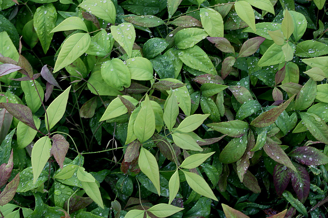 Image of Nandina domestica specimen.