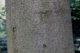 Picea abies