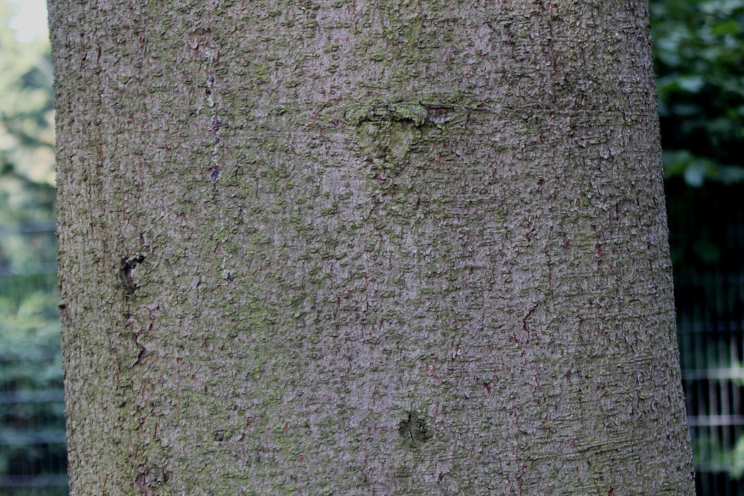 Изображение особи Picea abies.