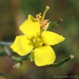 Diplotaxis tenuifolia