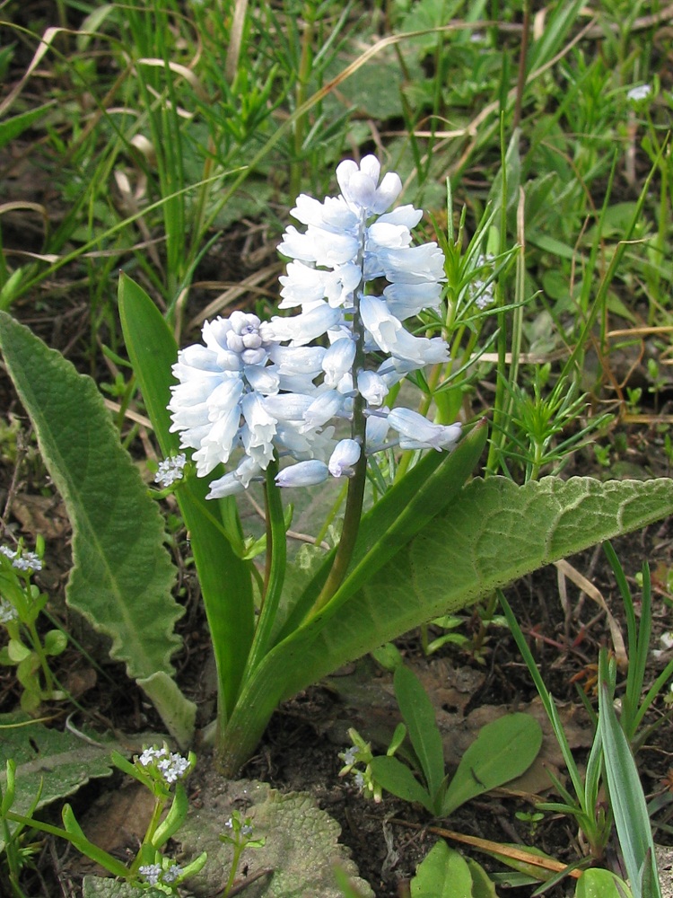 Image of Hyacinthella leucophaea specimen.