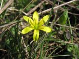 Gagea bohemica