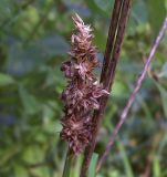 Carex vulpina. Соплодие (видны опадаюшие мешочки). Курская обл., Железногорский р-н, ур. Кармановская дача, окр. р. Мицень. 24 июля 2007 г.