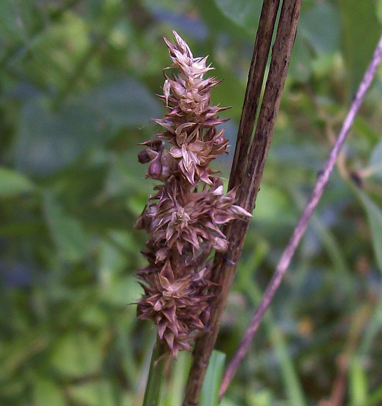 Image of Carex vulpina specimen.