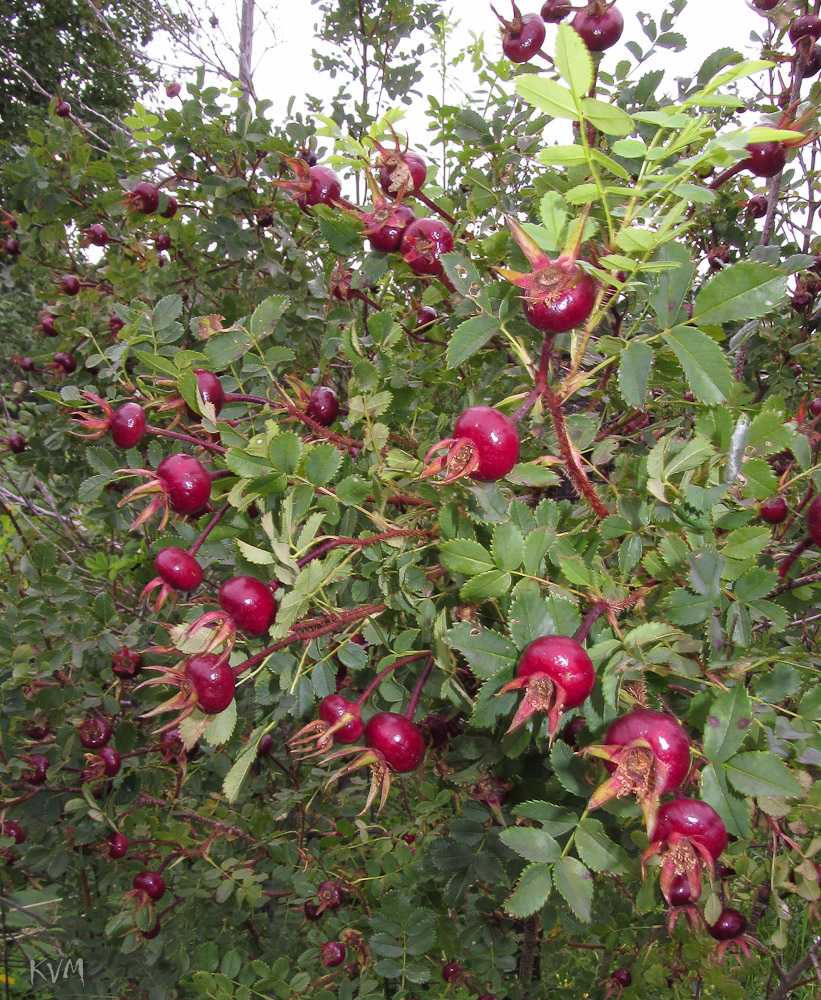 Image of Rosa spinosissima specimen.