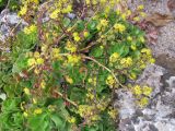 Aeonium glutinosum. Цветущее растение. Монако, Монте-Карло, французский сад напротив Казино. 19.06.2012.