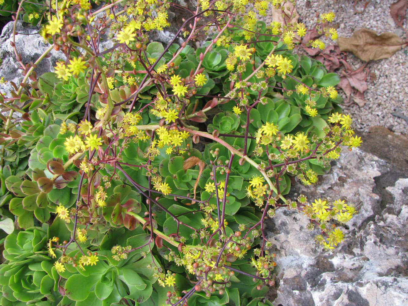 Изображение особи Aeonium glutinosum.
