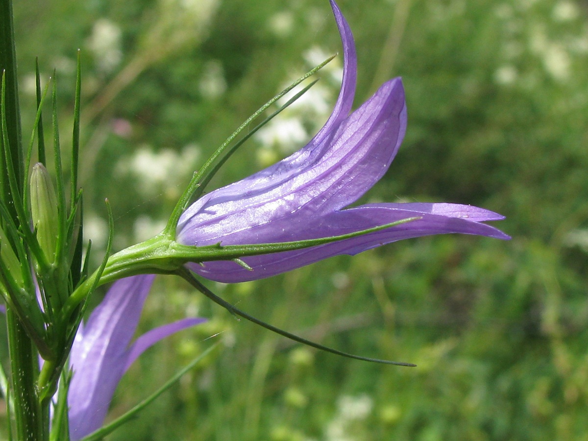 Image of Campanula rapunculus specimen.