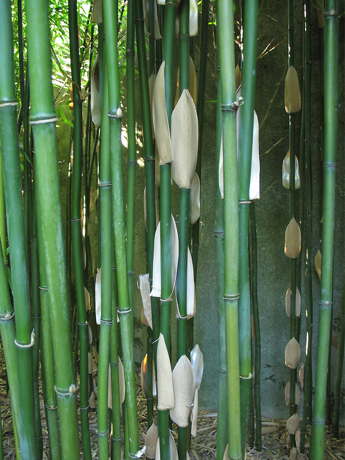 Image of Semiarundinaria fastuosa specimen.