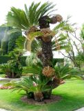 Cycas revoluta. Старое растение с боковыми побегами и развитыми на них мегаспорофиллами. Франция, Приморские Альпы, г. Сен-Жан-Кап-Ферра, вилла Эфрусси-де-Ротшильд, французский сад. 20.06.2012.