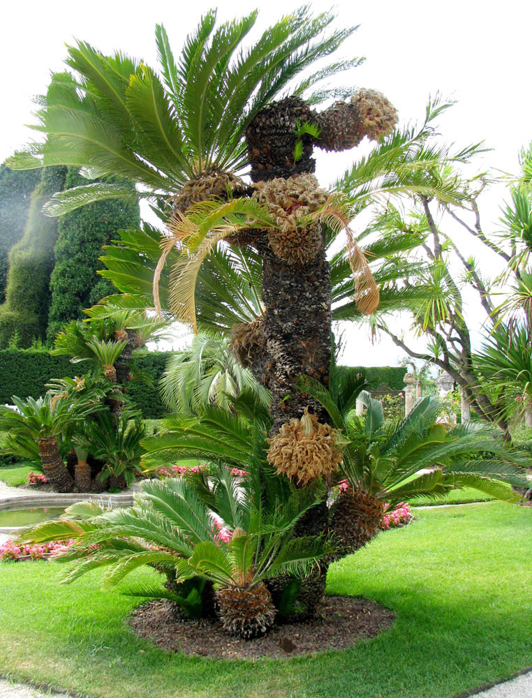 Image of Cycas revoluta specimen.