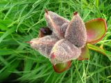 Paeonia tenuifolia