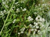 Lepidium latifolium