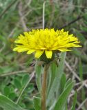 Taraxacum erythrospermum