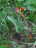 Tulipa greigii