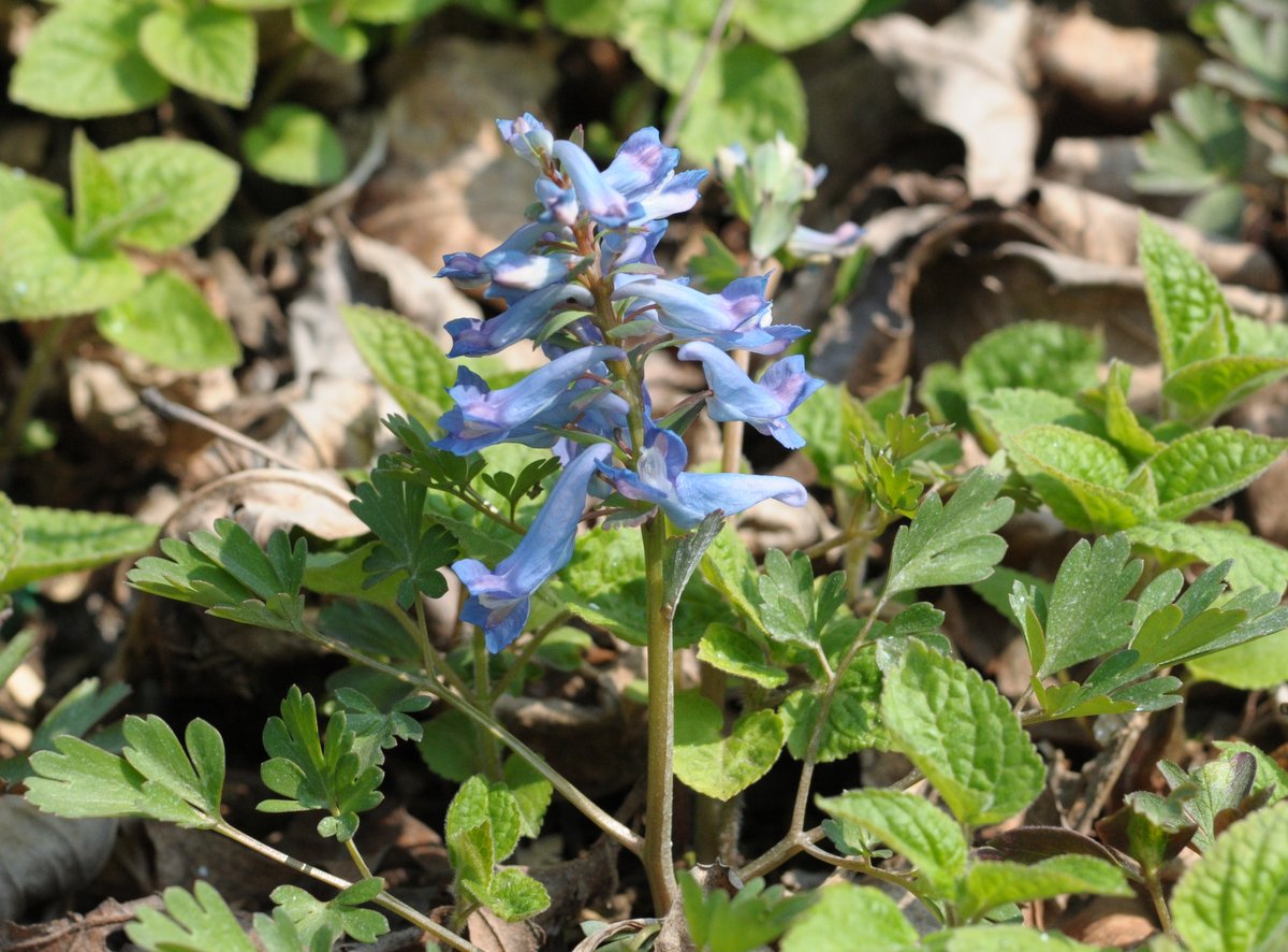 Image of Corydalis ambigua specimen.