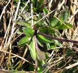 Draba sibirica