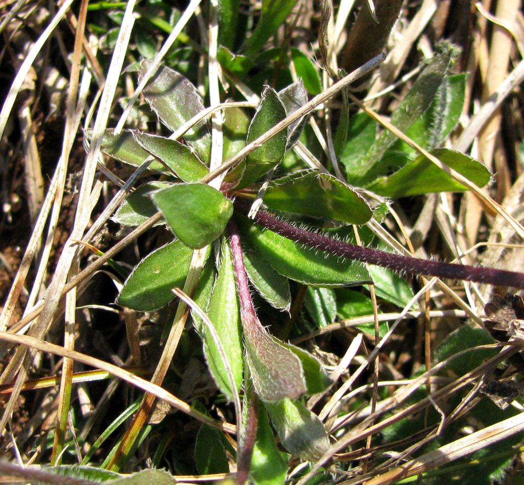 Image of Draba sibirica specimen.