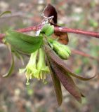 Lonicera caerulea. Соцветие и развивающийся боковой побег. Ставропольский край, г. Кисловодск, усадьба Ярошенко. 27.03.2013.