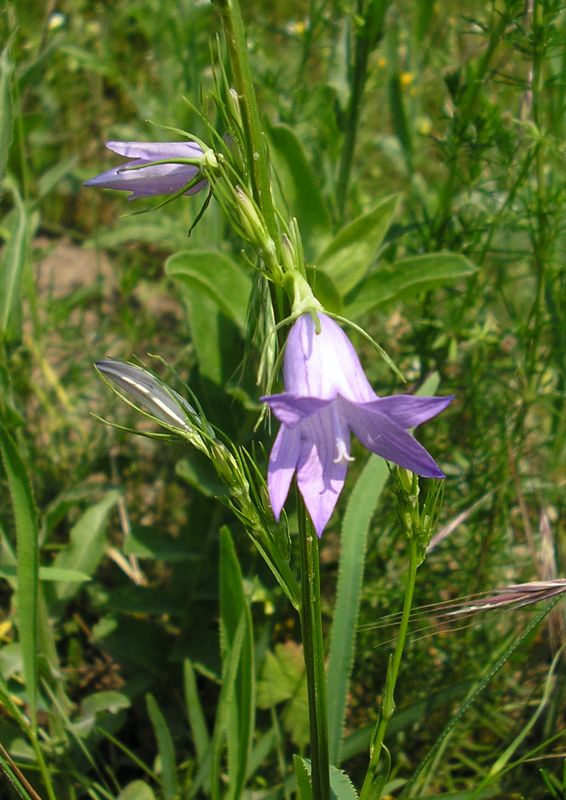 Изображение особи Campanula rapunculus.