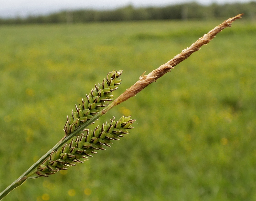 Image of genus Carex specimen.