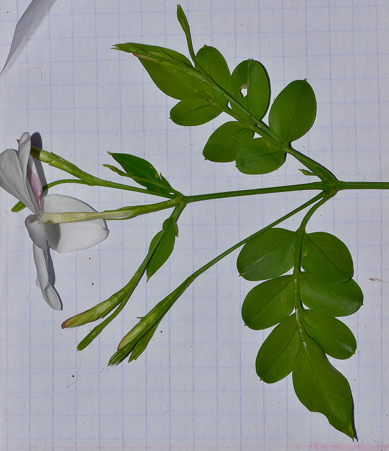 Изображение особи Jasminum polyanthum.