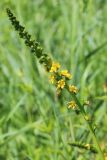 Agrimonia eupatoria. Соцветие. Ростовская обл., Неклиновский р-н, Носовское с/п, балка Камышовая. 09.06.2013.