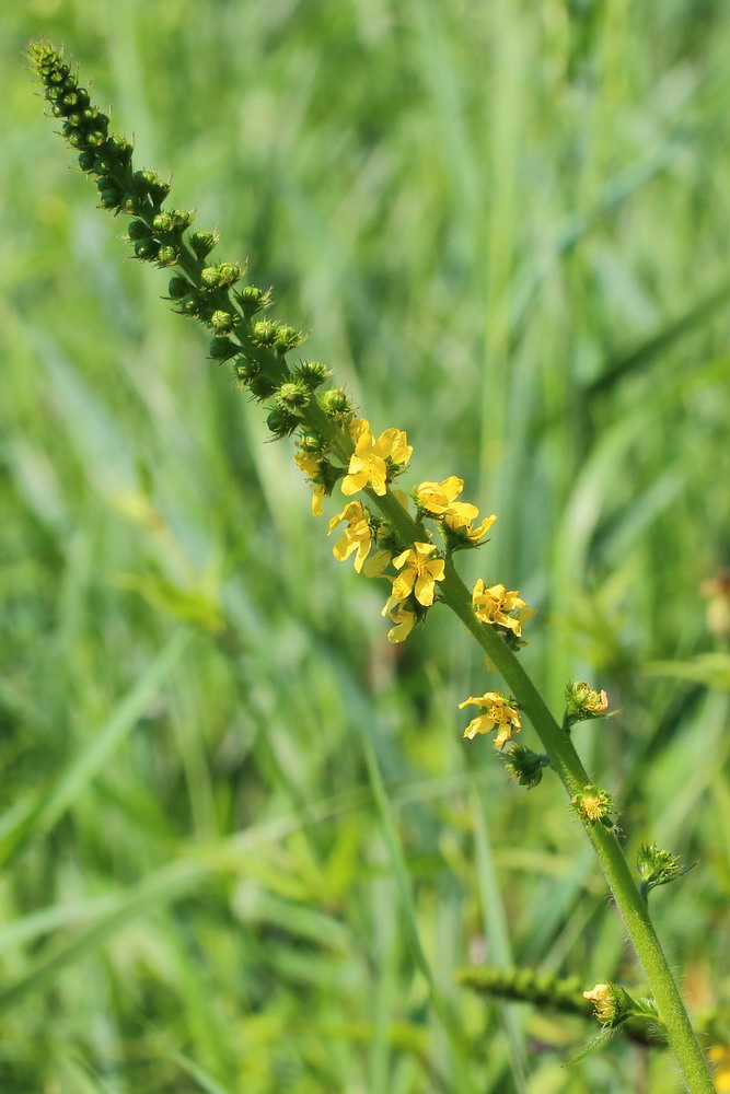 Изображение особи Agrimonia eupatoria.