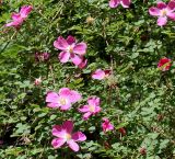 Rosa webbiana