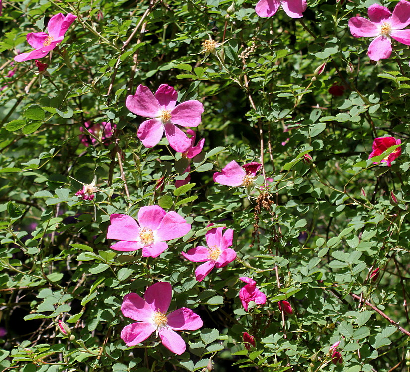 Image of Rosa webbiana specimen.