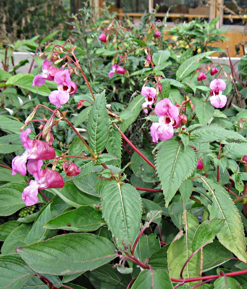 Изображение особи Impatiens glandulifera.