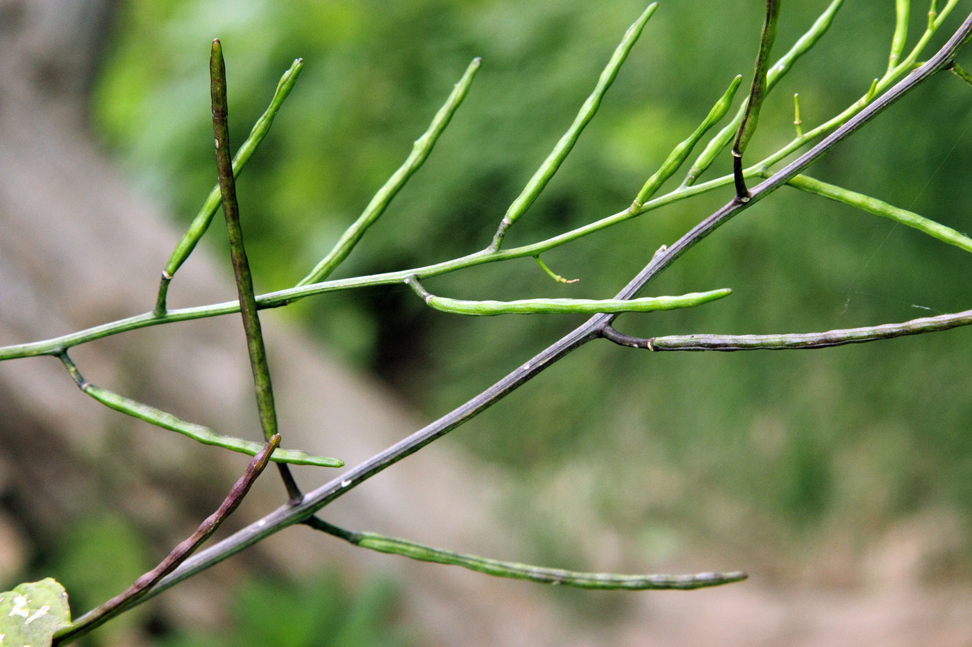 Image of Alliaria petiolata specimen.