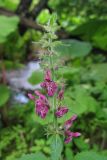 Stachys sylvatica