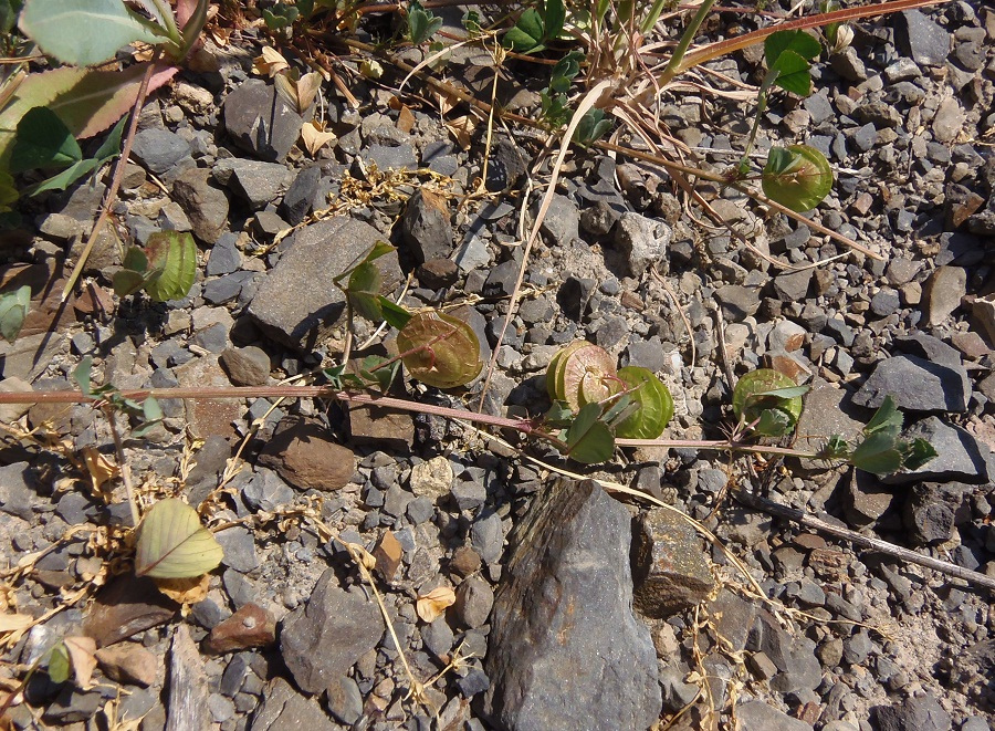 Image of Medicago orbicularis specimen.