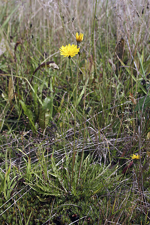 Image of Scorzoneroides autumnalis specimen.