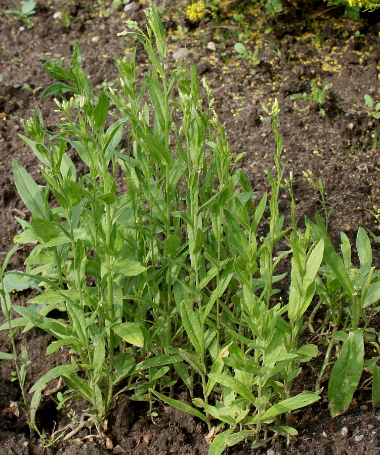 Image of Camelina sativa specimen.