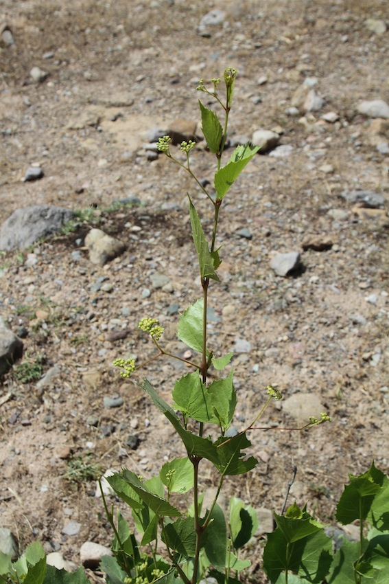 Image of Ampelopsis aegirophylla specimen.