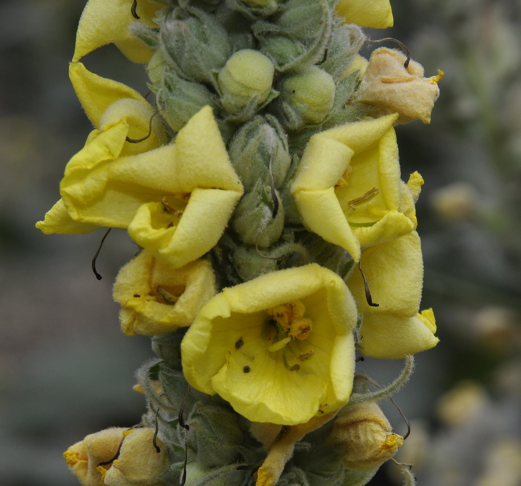 Изображение особи род Verbascum.