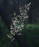 Calamagrostis obtusata. Соплодие. Архангельская обл., Красноборский р-н, ельник травяной в пойме реки Сётра. 08.08.2013.