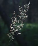Calamagrostis obtusata