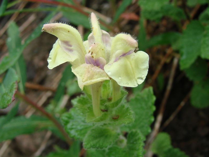 Изображение особи Scutellaria cordifrons.