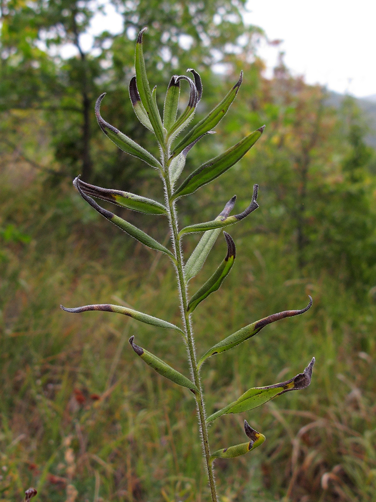 Image of Aegonychon purpureocaeruleum specimen.