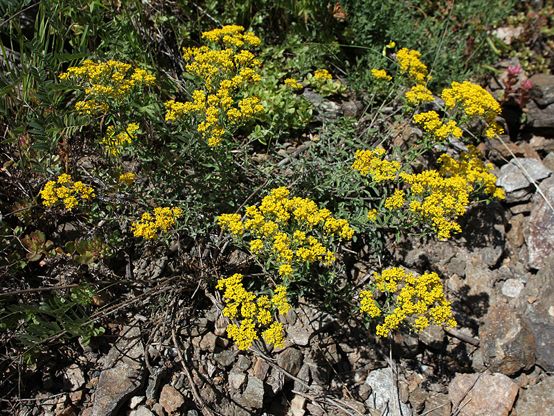 Image of Odontarrhena muralis specimen.